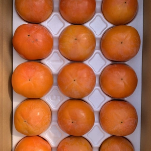京都大枝の富有柿　２Ｌサイズ　15個入り
