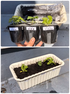 みんなの投稿の画像