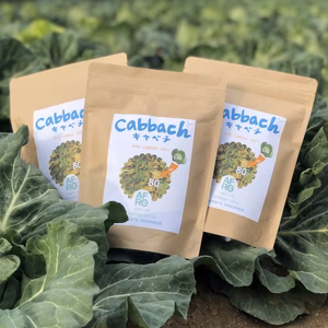 ドライキャベツ　キャベチ！1袋に1玉分　3袋　アフロきゃべつ