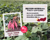 【2025年新物】新芋10kg 農薬不使用 紅はるか 〇 秋の収穫祭 〇 