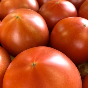 「加賀のトマト」期間限定特別セール！　今だけの特別価格で4kg箱を提供します。　
