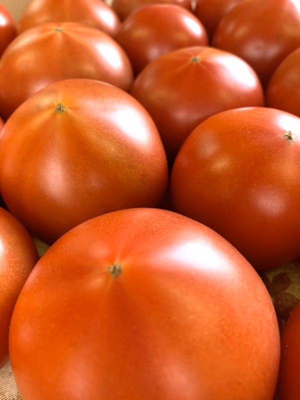 「加賀のトマト」期間限定特別セール！　今だけの特別価格で4kg箱を提供します。　