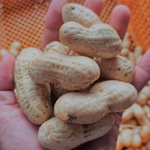 富士宮産　ジャンボ落花生　１キロ