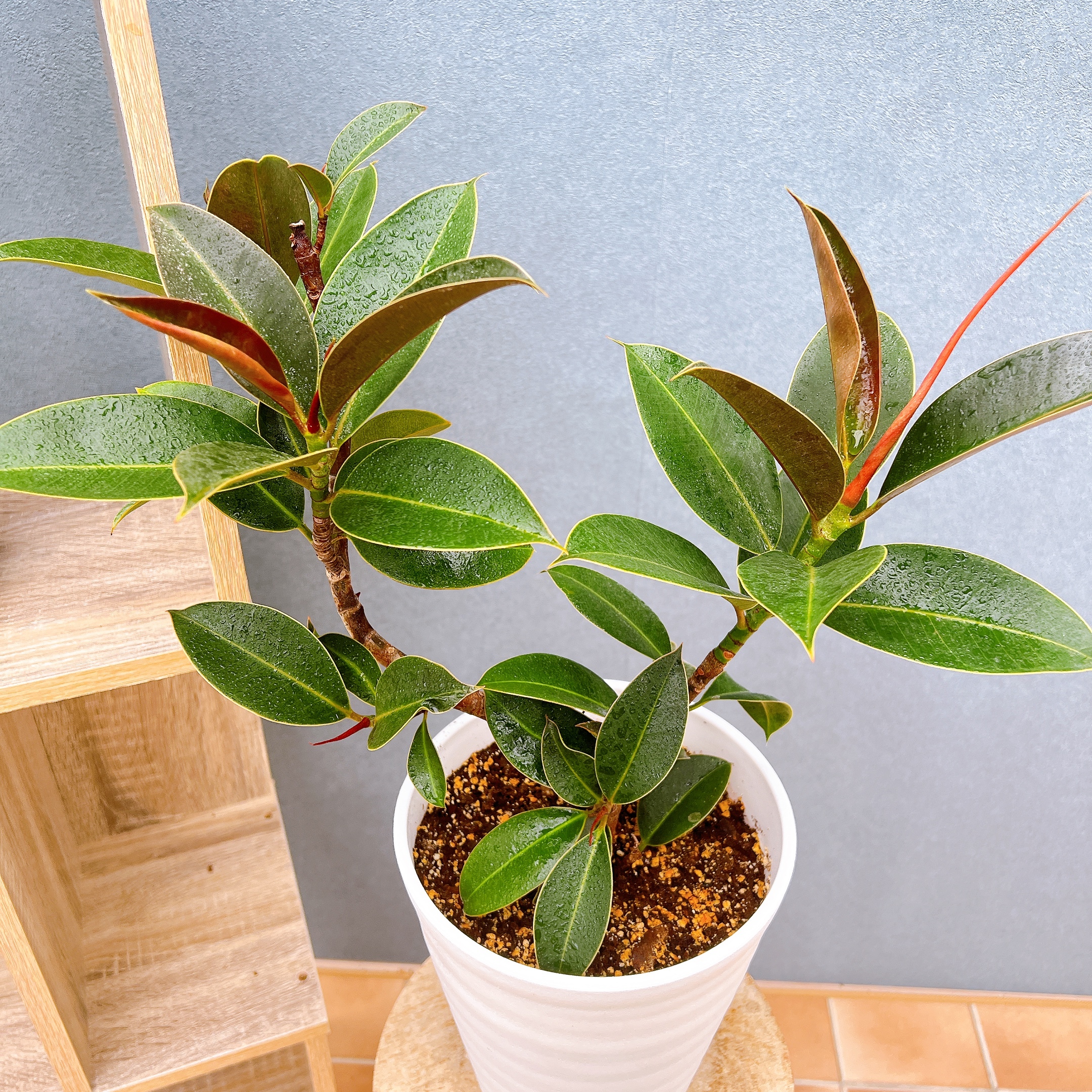 カシワバゴム 柏葉ゴム バンビーノ リナータ 24番 フィカス 特大 希少