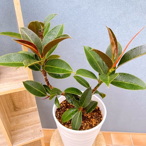 【在庫販】　フィカス　ゴムの木　メラニー　バーガンディ　曲がり　インテリアグリー