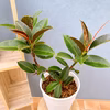 【在庫販】　フィカス　ゴムの木　メラニー　バーガンディ　曲がり　インテリアグリー