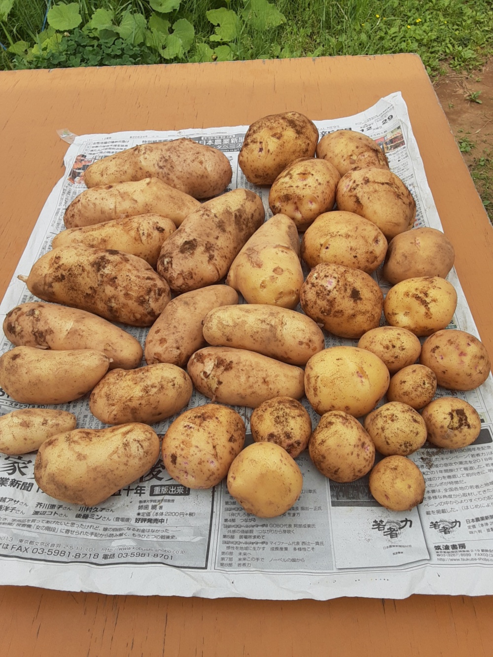 お買い得 かまちゃん農園の 新じゃが2種 セット 農家漁師から産地直送の通販 ポケットマルシェ