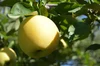 ☆季節のおまかせりんごセット☆【訳あり2～15kg】長野県産りんご