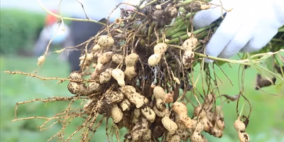 【つながるポケ○（マル）日記】大切な人へ贈る”おおまさり” ー 農家・小山直樹 さん ー