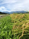 【新米】R5産 特別栽培米コシヒカリ 玄米5㎏
