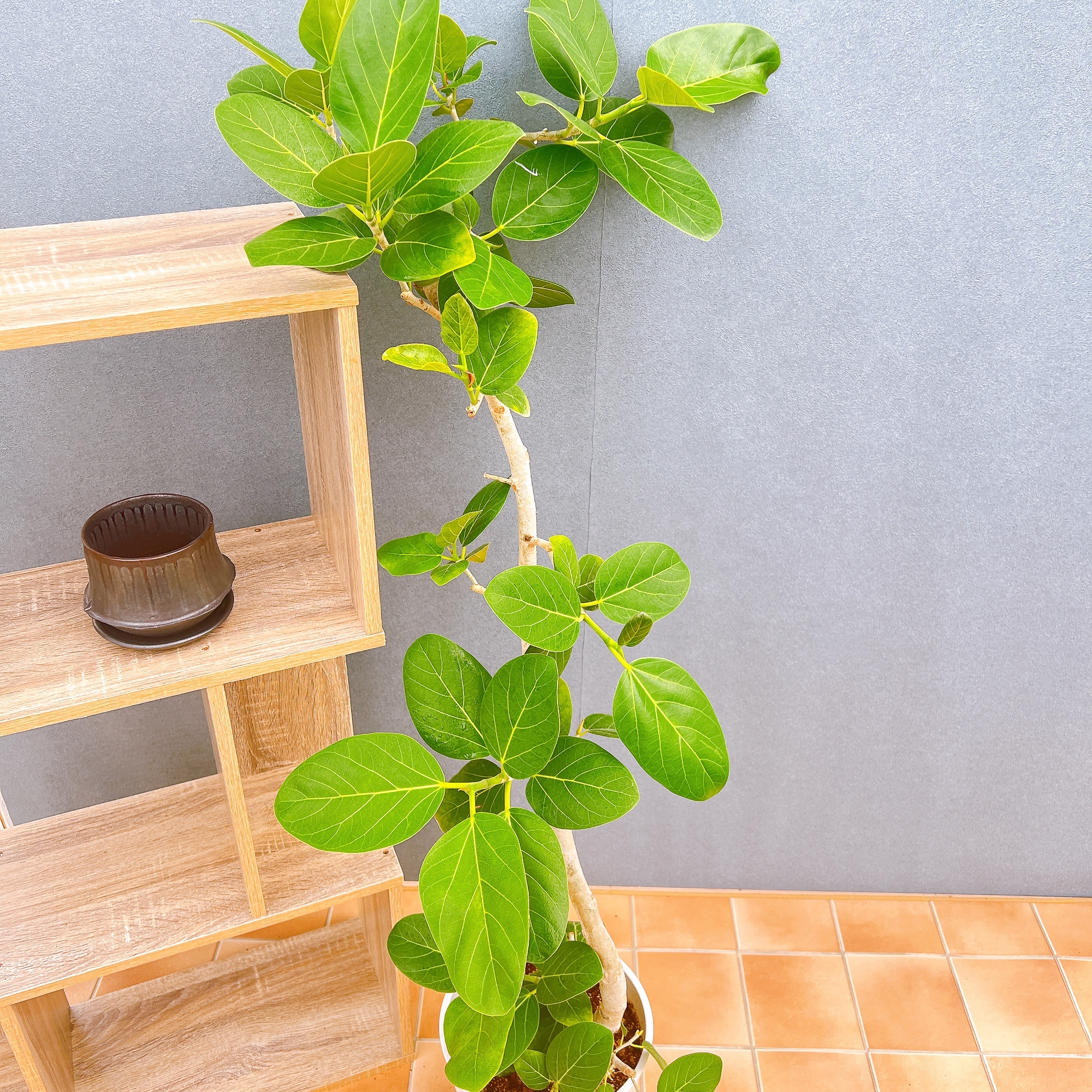 現品　フィカス　ゴムの木　ベンガレンシス　86番　曲り　インテリアグリーン　室内 現品 フィカス ゴムの木 ベンガレンシス 86番 曲り インテリアグリーン