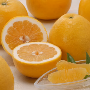 【送料無料】河内晩柑