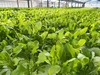 【JGAP認定農場】サラダほうれん草（5P）・ルッコラ（10P）のセット