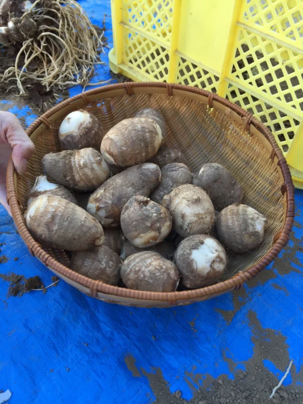 ハシバファームの美味しい里芋（大和早生）5kg