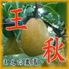 【11月発送・予約受付】鳥取産★王秋梨‼