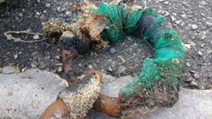 14469514_1851713898395918_1907789071880197034_n