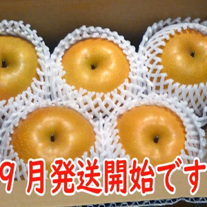完熟果汁滴る！豊水梨、上物大玉５個入り朝どれ当日出荷！金沢市ブランド認証農作物