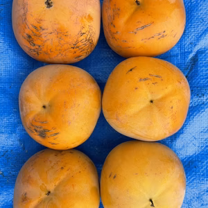 【柿】山梨県産　太秋柿　家庭用　梨のようなシャキシャキ食感