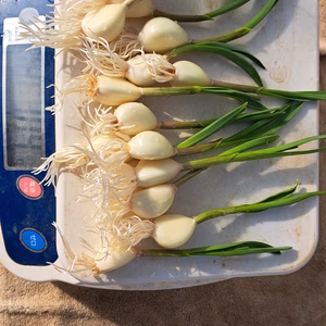 芽が出た、芽出度い、にんにくスプラウト250g～1kgです❗️