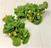 白菜の菜花　農薬不使用（無農薬）栽培