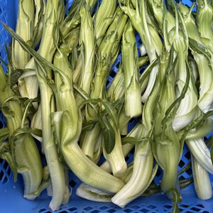 プンタレッラ / puntarella バラの蕾