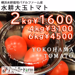 横浜水耕パドルファーム産　水耕トマト（みそら）