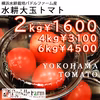 横浜水耕パドルファーム産　水耕トマト（みそら）