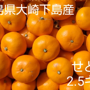 【果物の大トロ！】広島県大崎下島産 せとか2.5キロ