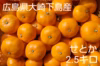 【果物の大トロ！】広島県大崎下島産 せとか2.5キロ