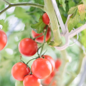 甘〜くなってます❗️フルーツミニトマト