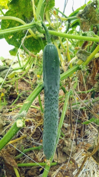 春の野菜セット（クール便）
