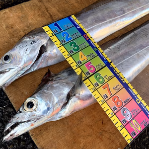 [瀬戸内発]　活〆　一本釣り太刀魚（小）2匹セット　真空冷凍でお届け♪