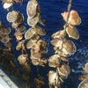 噴火湾のホタテ貝2kg