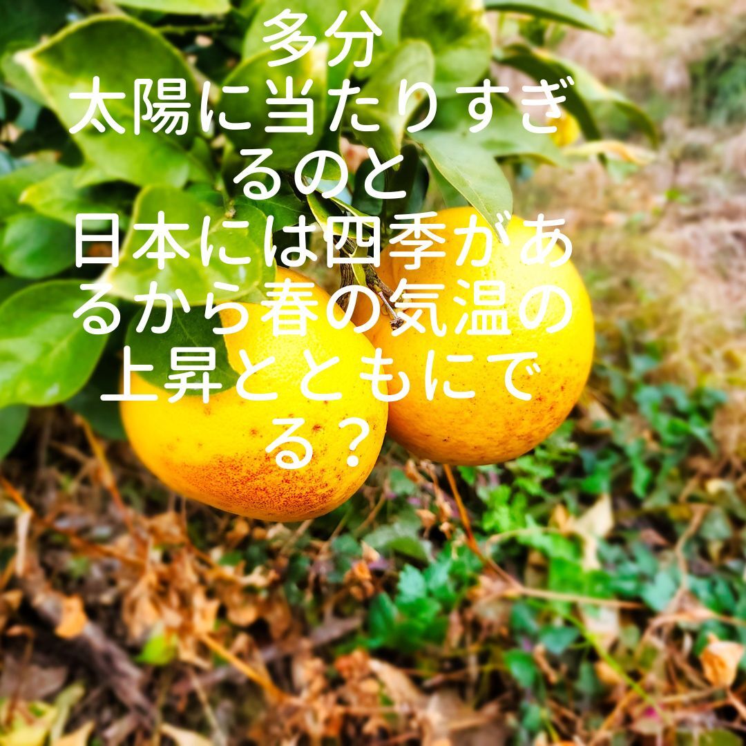 ピンクグレープフルーツ 予約2月｜グレープフルーツの商品詳細