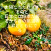 グレープフルーツ（紅）　リクエスト分だけ