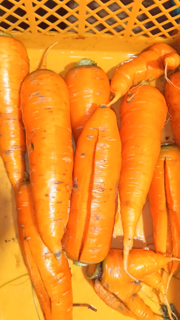 にんじん　ワケアリ！自然栽培 自家採種