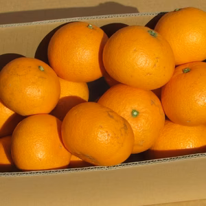 紀伊路屋 【越冬木成り熟し】和歌山有田産 紅はっさく(優品)