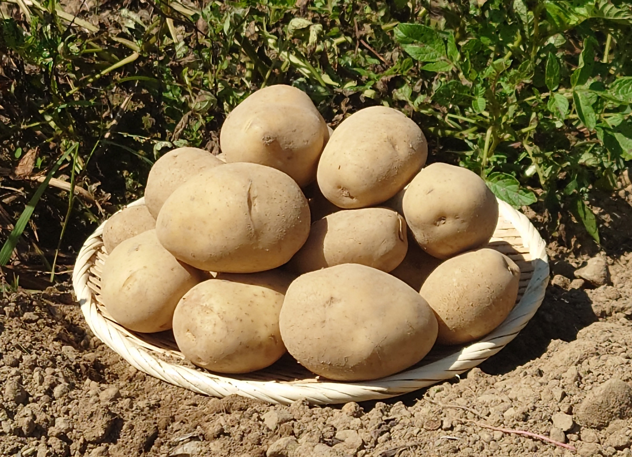 北海道から産地直送！☆豊かな旨味とホクホク感！☆十勝こがね(じゃがいも)｜じゃがいもの商品詳細｜ポケットマルシェ｜産地直送で旬の食材が生産者(農家 ・漁師)から届く