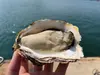 宮崎めいつ俺の岩牡蠣