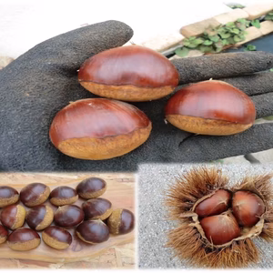 【ねっとり甘い岸根栗 大粒 厳選】自然栽培の栗　大粒栗　30g～34gの栗