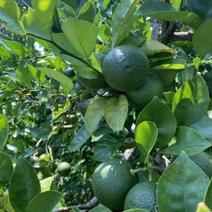 大分県杵築産　カボス