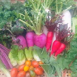 【お試しBOX】たてやまかおり菜園『春のカラフル野菜セット6〜7品目』