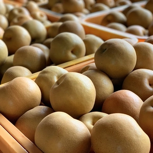 茨城県産　豊水　味わい深い甘さと酸味のバランスが絶妙な梨