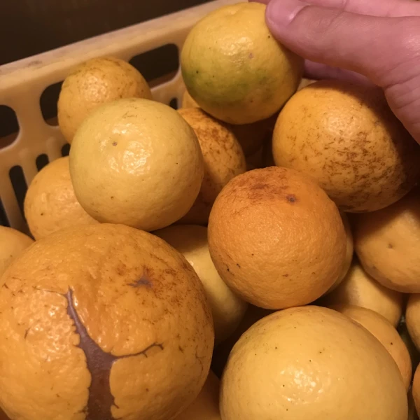 【熱海産♨農薬不使用】《ワケ有り！》ニューサマーオレンジ 約2.5kg