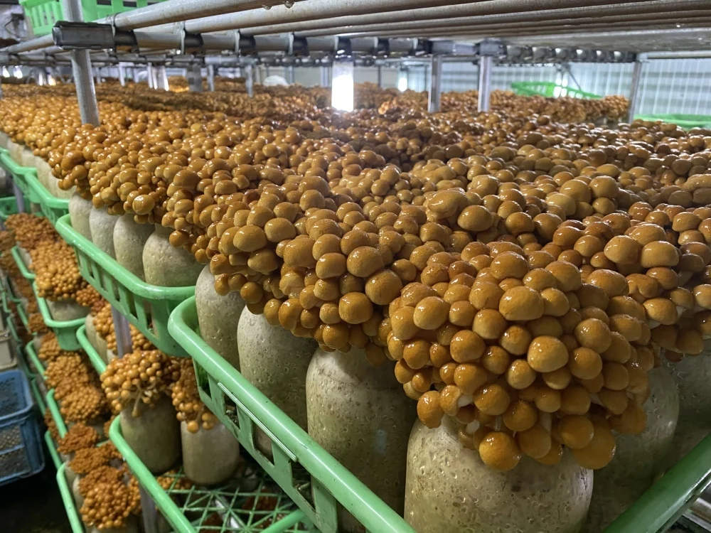 味噌汁だけではもったいない⁉︎加茂農産のクィーンなめこ