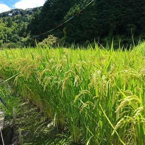和歌山県産　令和4年　新米　キヌヒカリ 白米