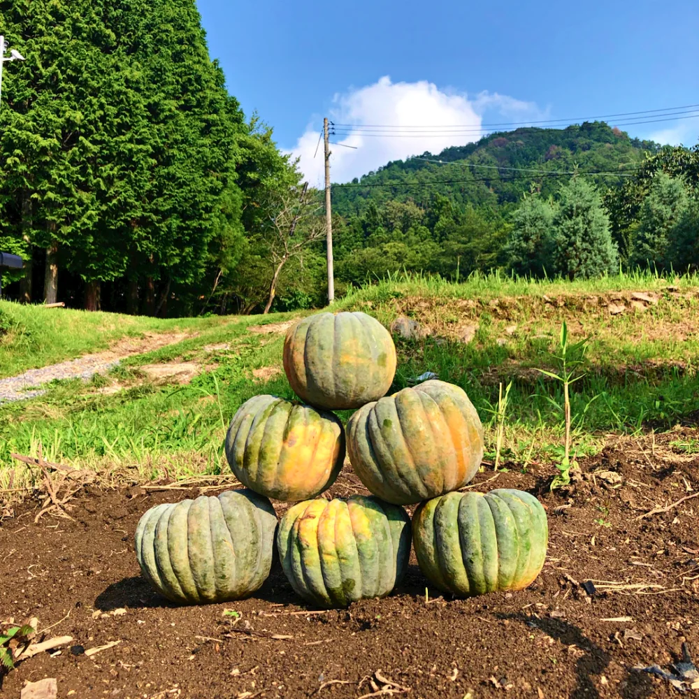 5kg"自然栽培の"完熟"固定種かぼちゃ！日本かぼちゃ！　野菜