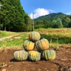 5kg自然栽培の固定種かぼちゃ！日本かぼちゃの小菊南瓜　野菜