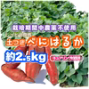 青森県産/さつまいも「べにはるか」約2.5kg