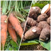 人参と里芋のセット【農薬・化学肥料 不使用】